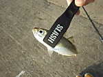 Imgp2403_medium