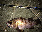 Img_1212_medium