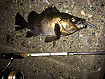 Img_1250_medium