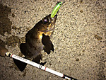 Img_1254_medium