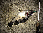 Img_1273_medium