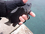 Imgp2504_medium